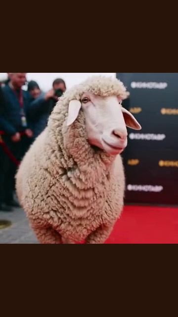 ковроваядорожка конетавр премьера искусство краснадорожка