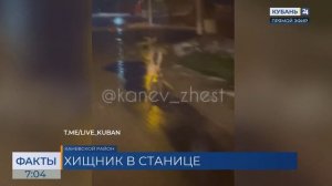 Волка заметили на улице станицы в Каневском районе
