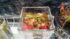 Хищные растения