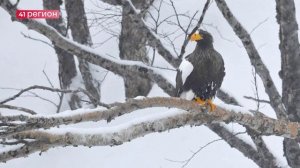 ОРНИТОЛОГ РАССКАЗАЛ, ЧЕМ ГОРОД ЗИМОЙ ПРИВЛЕКАЕТ ХИЩНЫХ ПТИЦ • НОВОСТИ КАМЧАТКИ