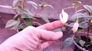 Петуния Тайдал, пикировка по стаканчикам. Рассаживаю черенки петунии.