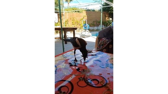 Ричи Пришла, Увидела, и… позавтракала