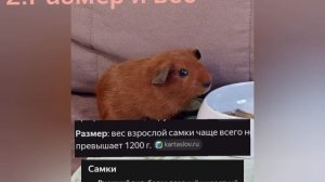 Различия между САМЦОМ и САМКОЙ морских свинок/Кого же лучше выбрать?/Морская Свинка Орешек