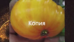 Каталог томатов на  2026 год. Часть 7. г. Киров  т. 89229284031