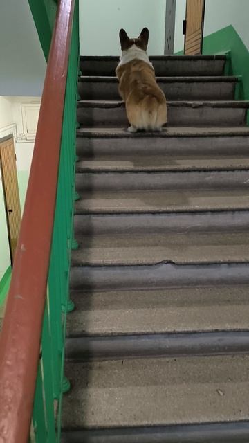 смешно поднимается