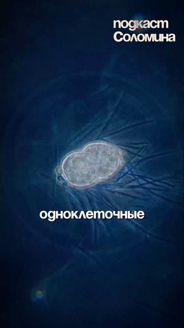 МЫ БИОЛОГИЧЕСКИЕ МАШИНЫ! Роберт Сапольски | Полный выпуск на канале "Глеб Соломин" #наука