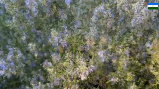 пчелы в Калифорнии