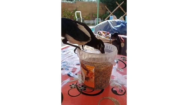 Ричи попробовала ВСЁ, даже какую-то гадость съесть приятно)))))))