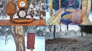 #онлайн_кормушка_для_птиц. 3 февраля 2026 года. г. Калуга