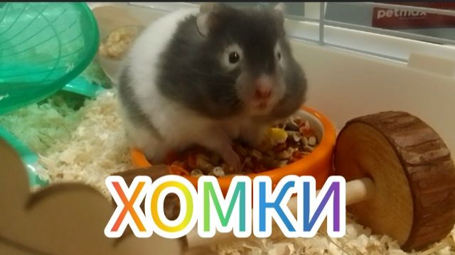 Просто хомки. #хомяки