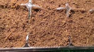 Всходы петуньи из просроченных семян.