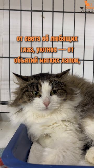 Рафэлла ждёт вас в приюте #Муркоша смотреть онлайн