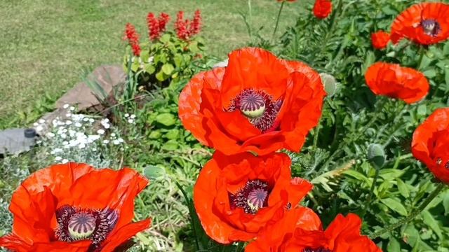 Рассказ — «Ровесники»