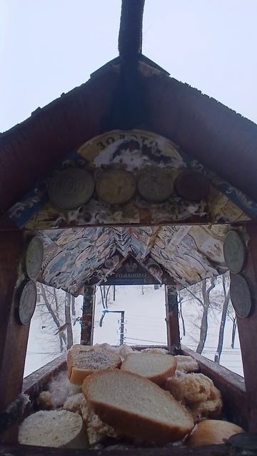 1000009494.mp4Кормушка.03.02.2026г.