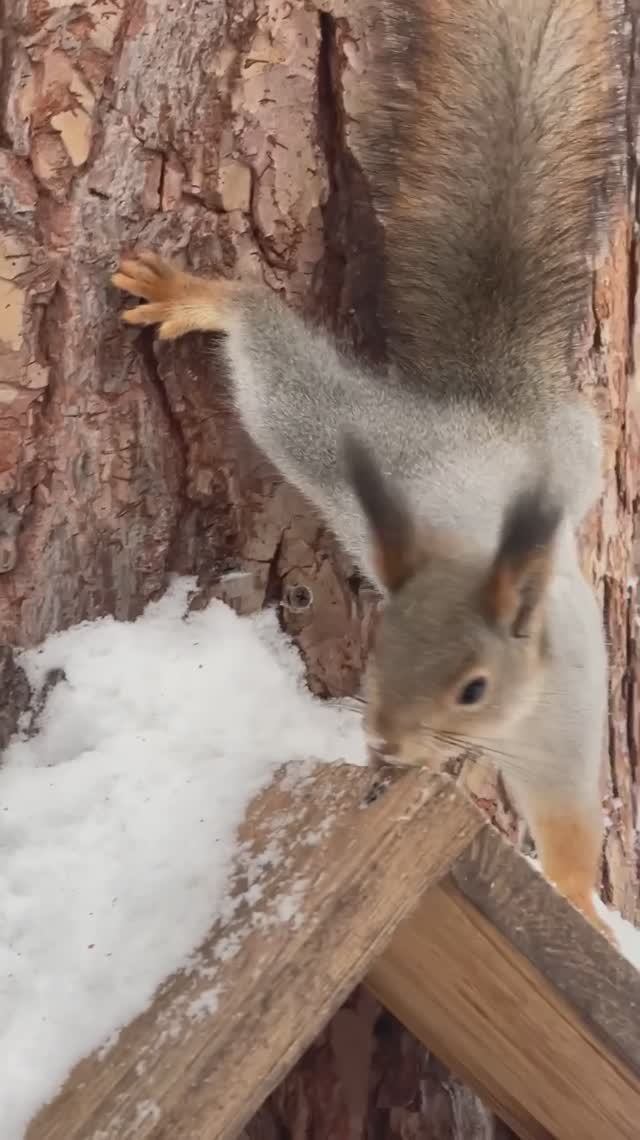 Белочки Черняевского леса