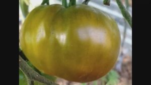 Каталог томатов на  2026 год. Часть 10.  г. Киров  т. 89229284031.