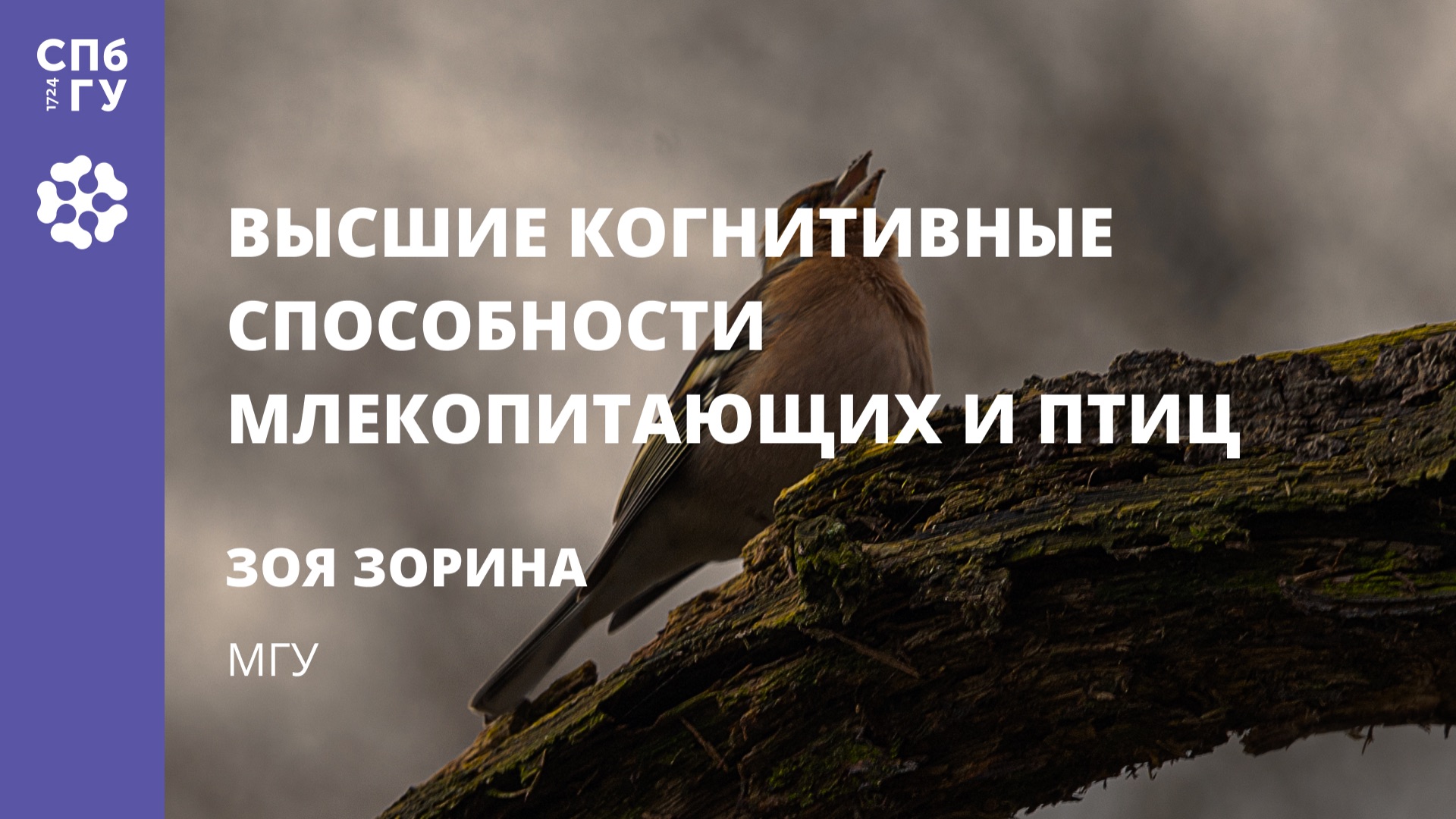 Зоя Зорина «Высшие когнитивные способности млекопитающих и птиц» смотреть онлайн