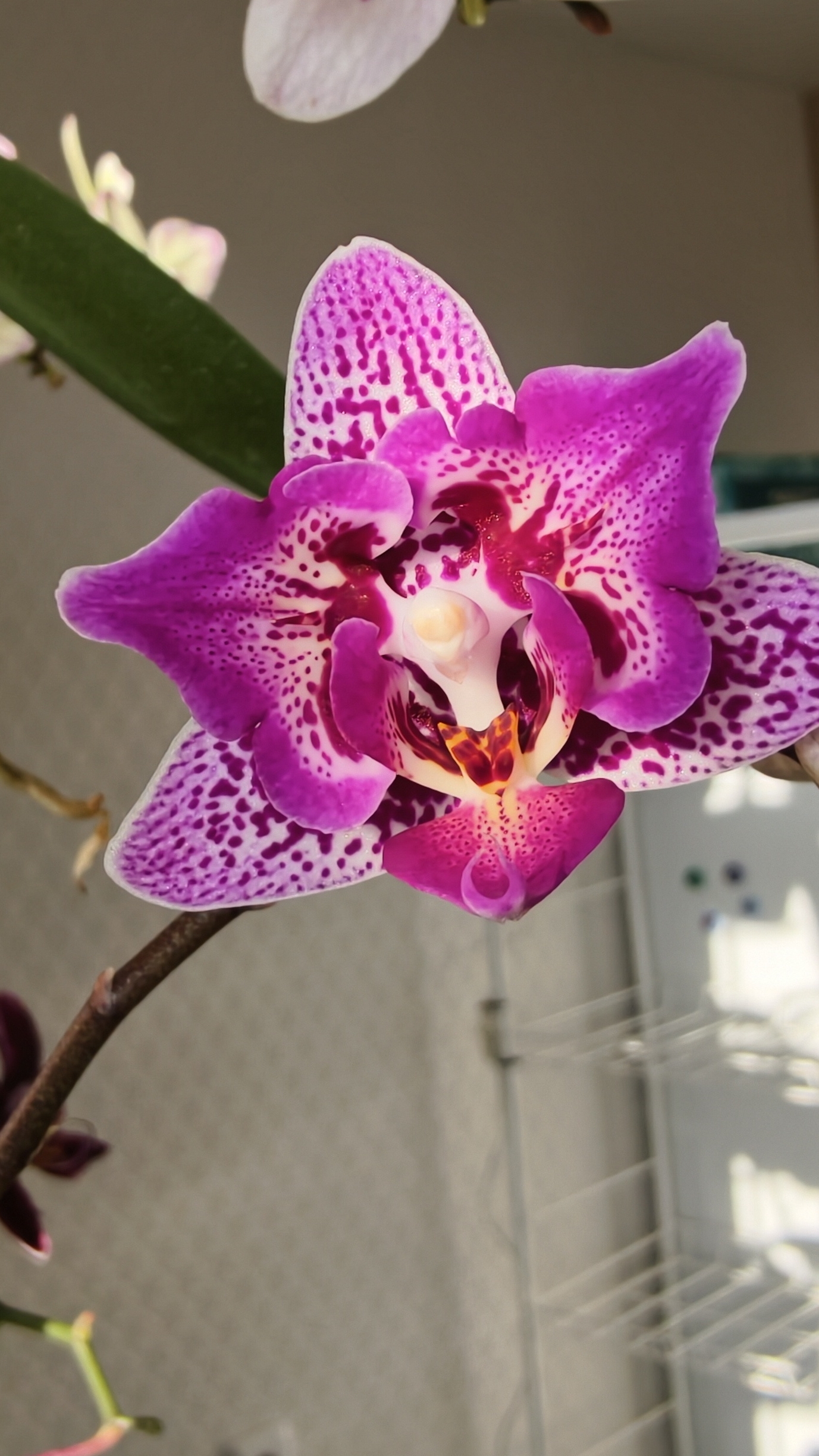 Редкий фаленопсис — бабочка.Первое цветение