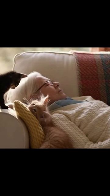 Пока хозяйка спит #ночныеприключения #соседи #развлечениядома #беспорядоквдоме #игрыпитомцев #питомц