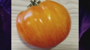 Каталог томатов на 2026 год. Часть 17. г. Киров. т. 89229284031