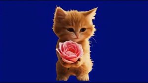 Котик с цветком 1_encoded