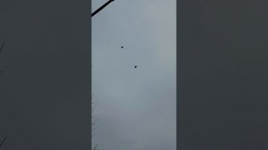 мои голуби (89895013708) Андрей