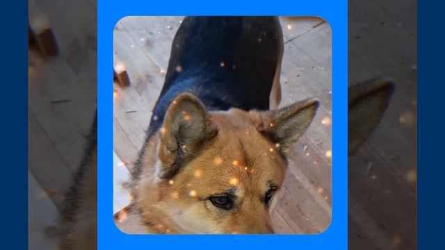 1000047732.mp4 (Собака наблюдает за устройством лестницы на 2 этаж в доме А-фрейм)