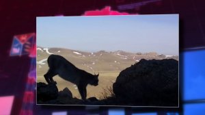 Грациозная рысь покоряет сердца пользователей Мах