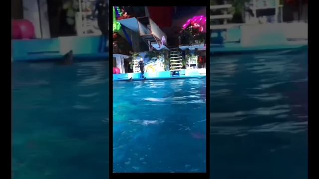 дельфинарии.mp4 смотреть онлайн