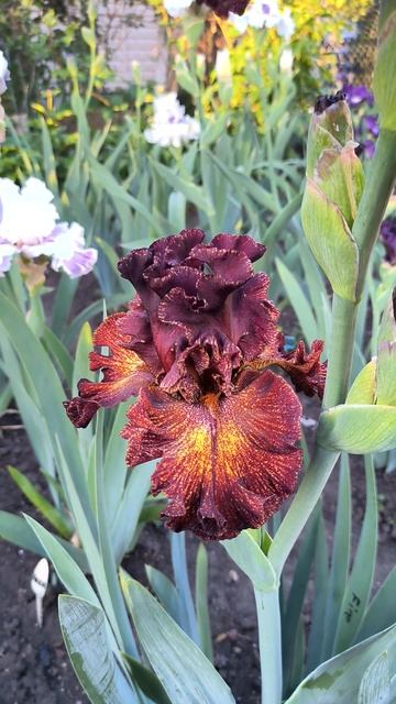 Ирис FIRE DANGER (Keith Keppel, 2014).mp4