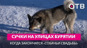 Сучки на улицах Бурятии. Когда закончатся «собачьи свадьбы»