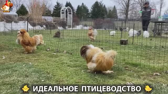 Идеальное птицеводство достойно восхищения 🐓🦆🦢🦚🦃🐔 эпизод (452) смотреть онлайн