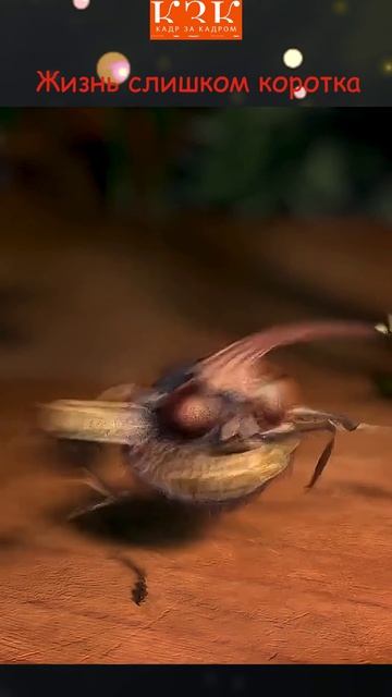 Жизнь слишком коротка