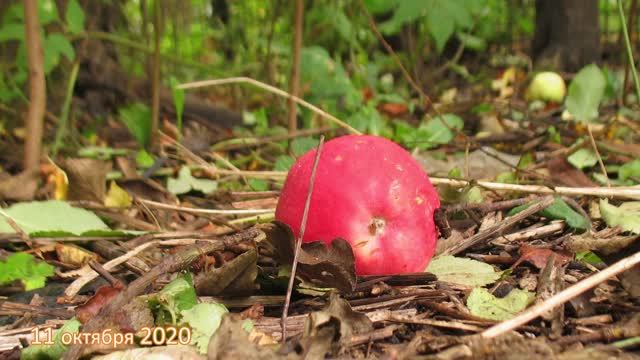 Как начинался огород за окном.