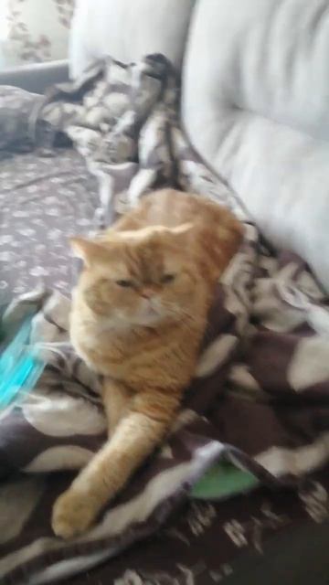 головку в бутылке #shorts #meow #funnycats