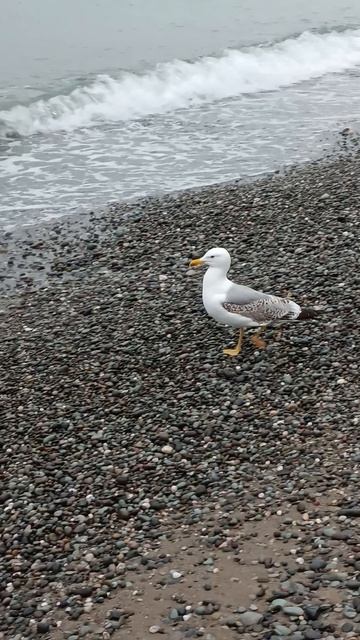 Морская вода