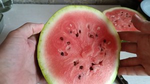 Урожай арбузов и дынь в холодное лето. Лагенария. Кукуруза. Морковь и свёкла. Сильный заморозок.