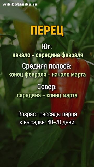 Когда сажать СЕМЕНА на РАССАДУ