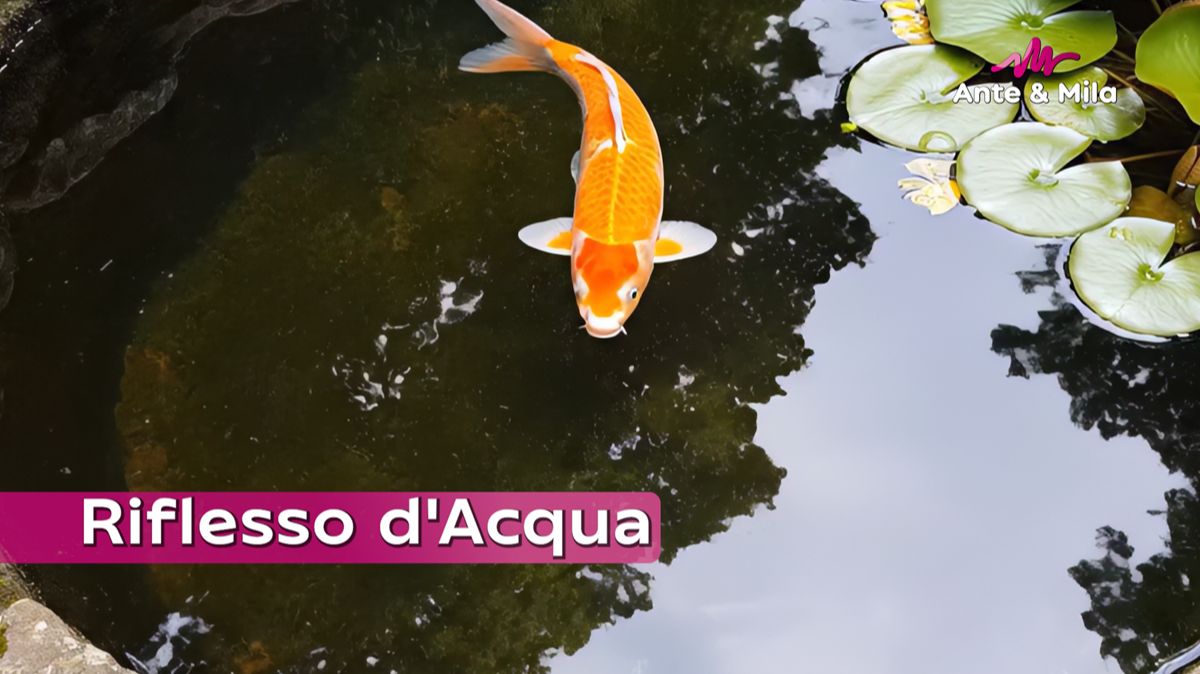 Ante & Mila — Riflesso d’Acqua