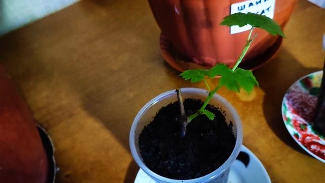 Виноград из Ozon и Wildberries: первые итоги эксперимента — не обманули ли меня?