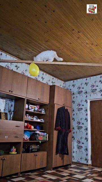 Великолепная Настюня в прекрасной спортивной форме для своих Любимых Зрителей лопнула шарик 😻❤️🪡🎈 Великолепная Настюня в прекрасной спортивной форме для своих Любимых Зрителей лопнула шарик 😻❤️🪡🎈