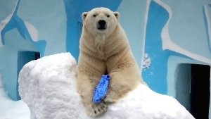 Белый медведь Кай красиво попозировал с канистрой и отправился попить водички.