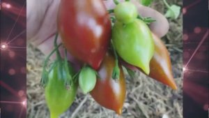 Каталог томатов на 2026 год. Часть 13. г. Киров.  т. 89229284031