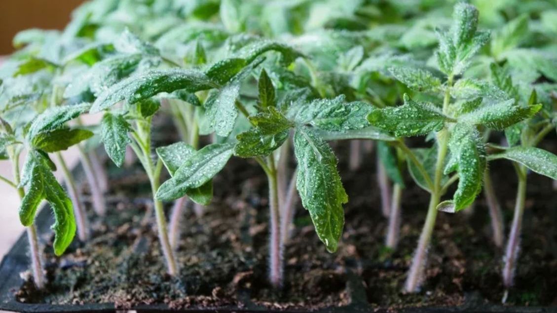 Лучшая подкормка для рассады смотреть онлайн