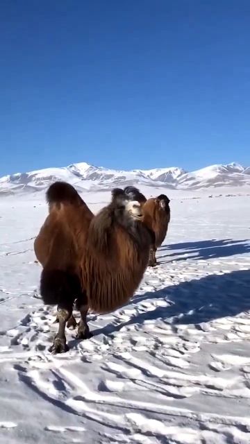 верблюды завезённые из Монголии республика Алтай