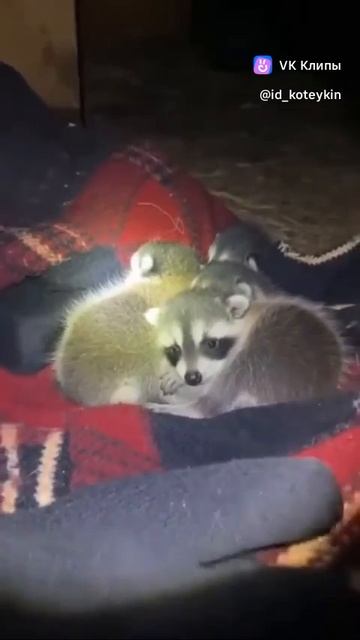 A story about animals 🐱🦝 смотреть онлайн