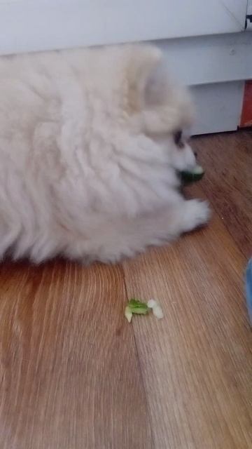 Тьфу, какая гадость…