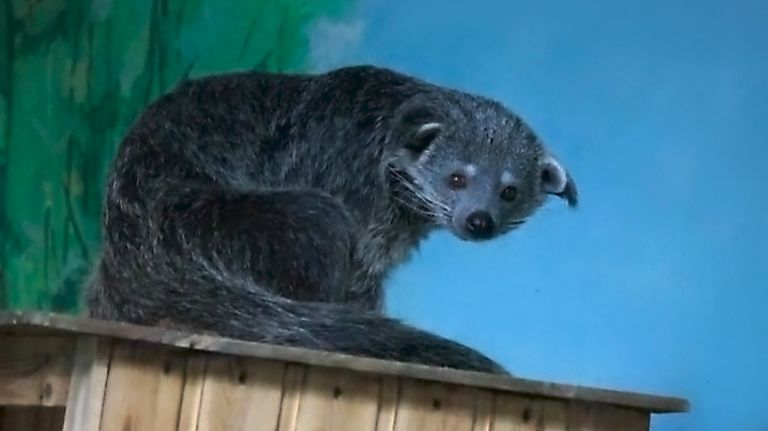 Малыши бинтуронгов перекусили и решили позаниматься на шведской стенке. смотреть онлайн