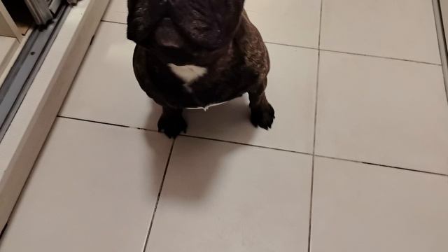 Крашик | Повторяем знакомые упражнения 🐶