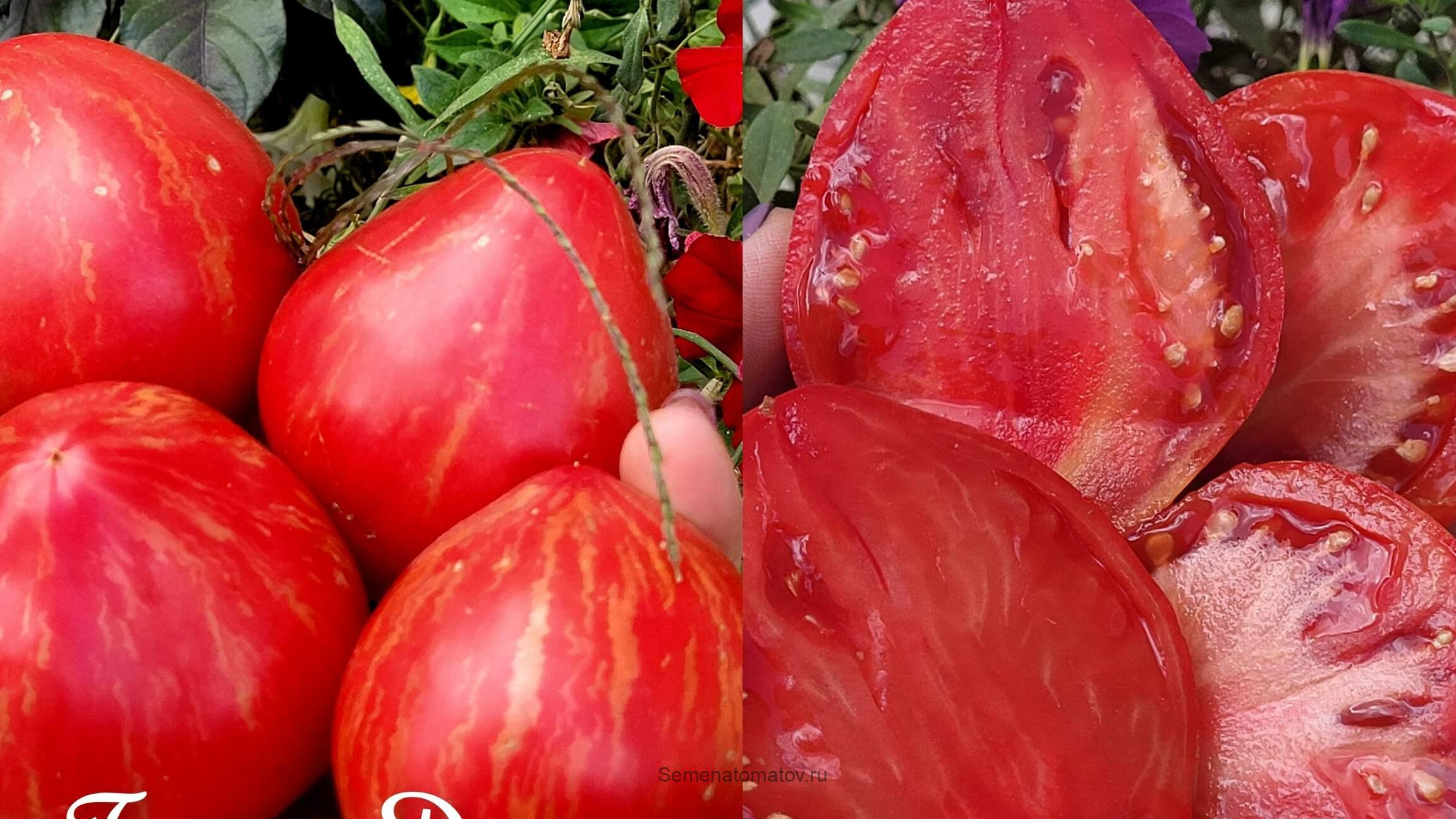 ТОМАТЫ, КОТОРЫЕ НЕ ПОДВЕДУТ!!! смотреть онлайн